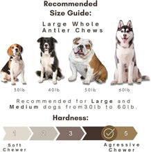 Load image into Gallery viewer, Odorless Antler Dog Chews Set - 3 Pack of Long-Lasting Chews for Large Breeds