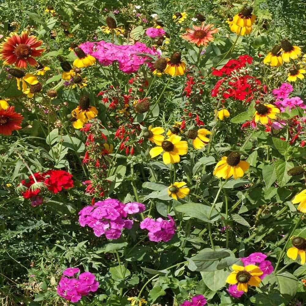 5 lbs Heirloom Wildflower Seed Mix for Southeastern Landscapes - Eco-Friendly