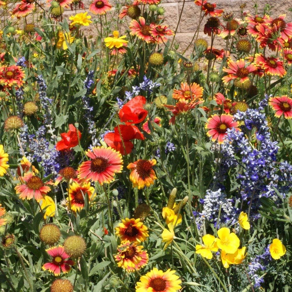 5 lbs. Heirloom Wildflower Seeds – Drought-Tolerant Mix for Full Sun & Shade