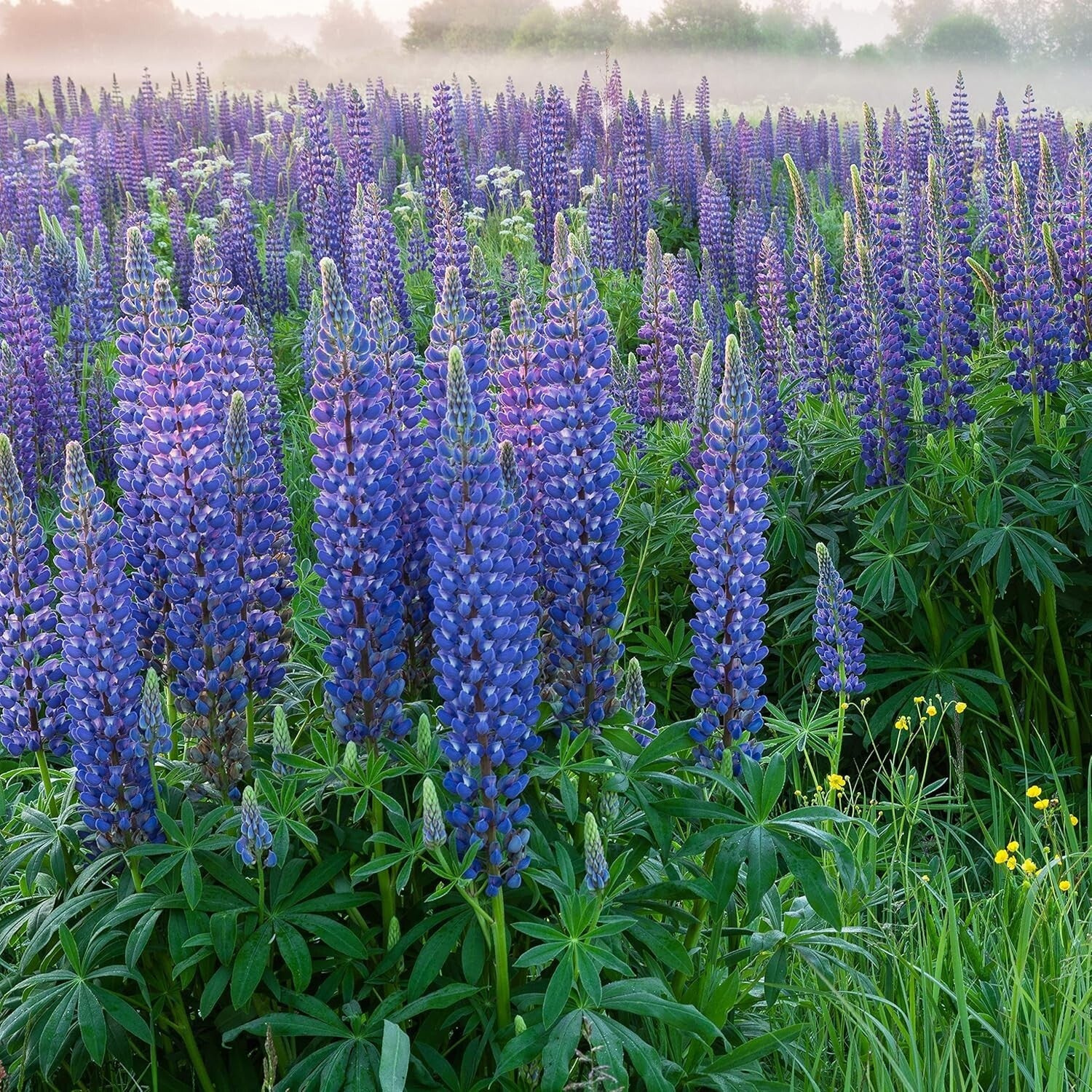 1 lb Russell Lupine Seeds - Vibrant Blue Perennials for Pollinator Gardens
