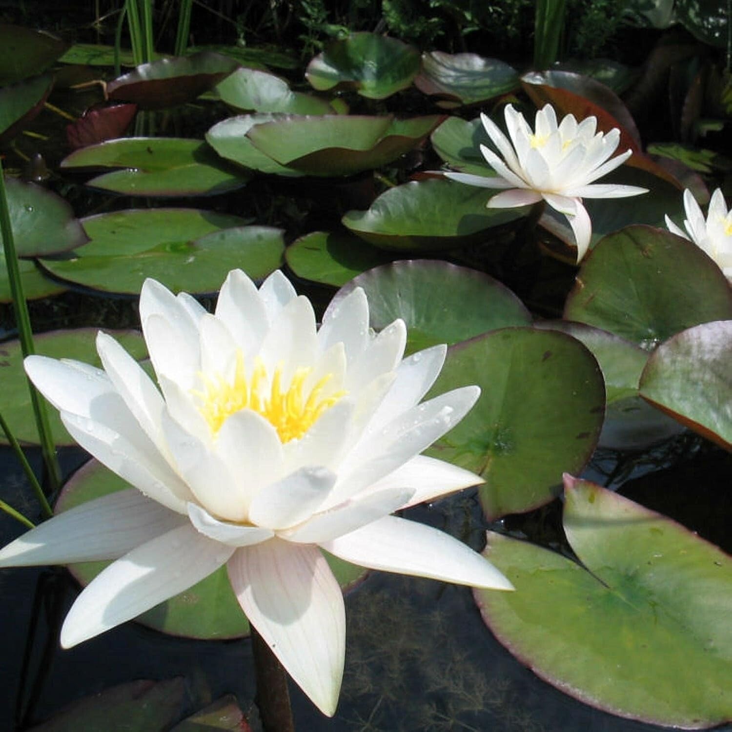 Elegant Aquatic Plants - Real Water Lilies for Garden Ecosystem Enrichment