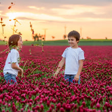 Load image into Gallery viewer, Crimson Clover Seeds - 232,000 Heirloom Seeds for Cover Crops and Pollinators
