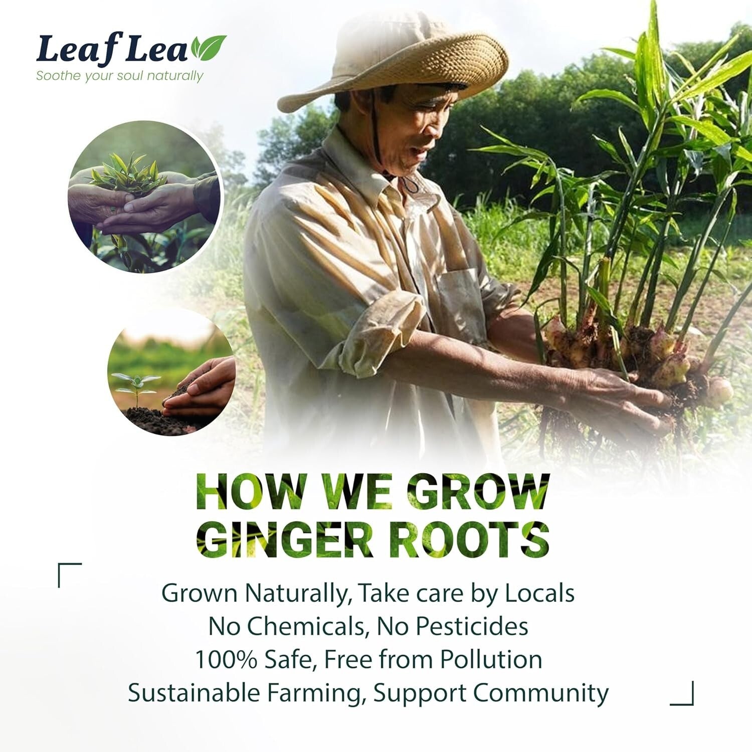 Natural Green & Ginger Tea Bags - Warming 160-Pack for Daily Invigoration