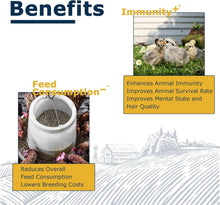 Load image into Gallery viewer, 10LB Dried BSF Larvae - High-Protein, Natural Feed for Poultry, Birds &amp; Reptiles