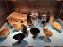 Load image into Gallery viewer, Indoor Chick Brooder Box - 20-30 Chicks with Temperature Control &amp; Ventilation