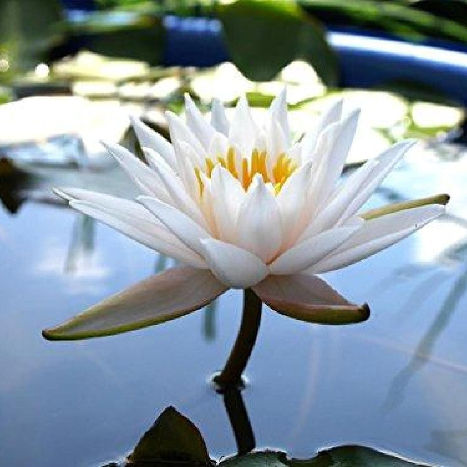 Elegant Aquatic Plants - Real Water Lilies for Garden Ecosystem Enrichment