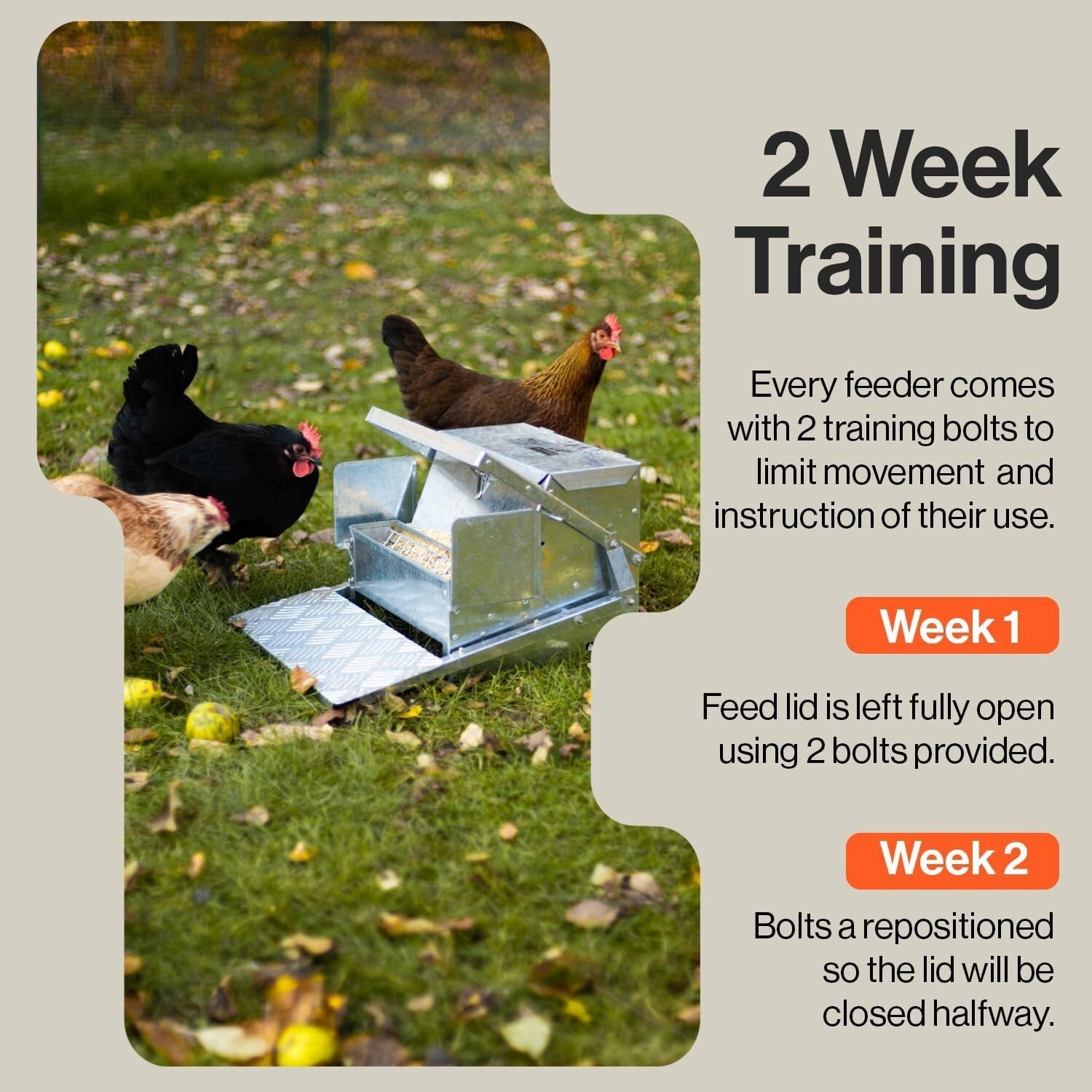 Exceptional Automatic Chicken Feeder - 20lbs Capacity & Anti-Slip Protection