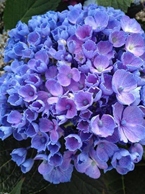 Beautiful Rhythmic Blue Hydrangea in 3 Gallon Pot - Spring Bloomer for Zones 5-9