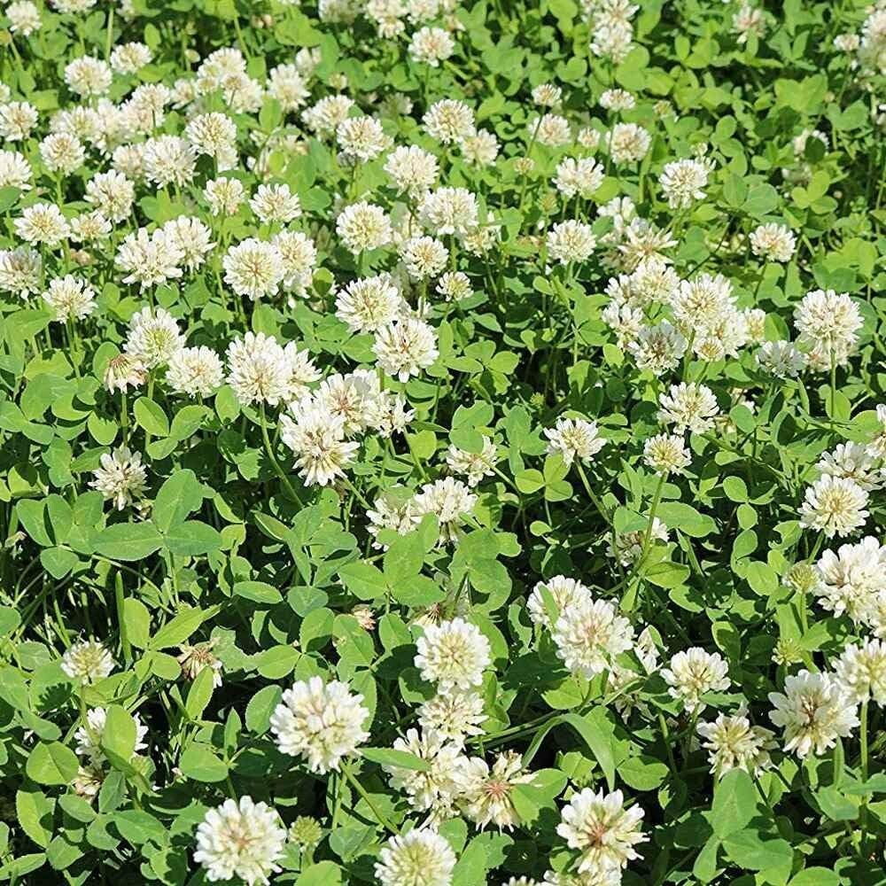 5 lbs. Nitrocoated Perennial White Ladino Clover Seeds - Drought-Tolerant Forage