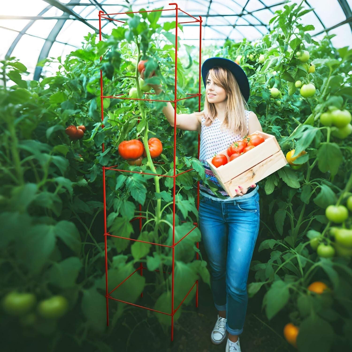 Rust-Resistant 6-Pack Tomato Cages - 57-Inch Metal Support for Climbing Plants