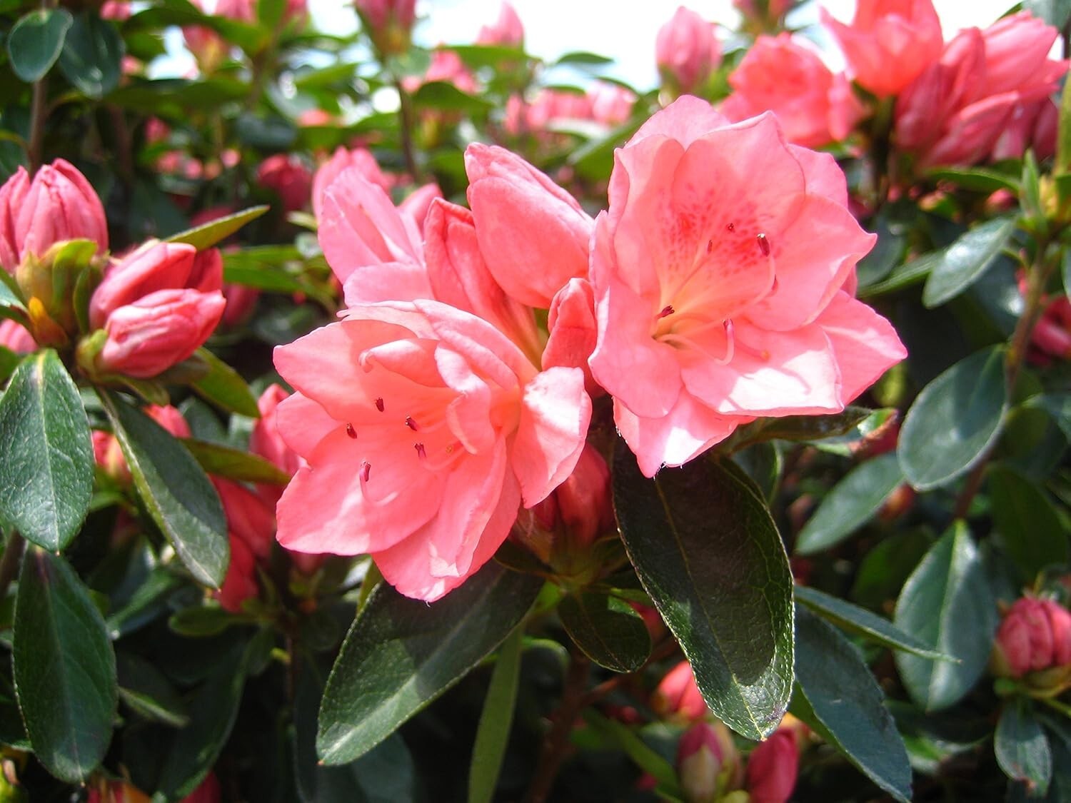 Dense Growing Azalea 'Blaauw's Pink' | Perfect Salmon Pink Blooming Shrub
