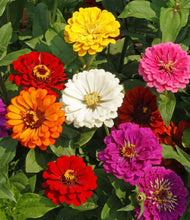 Load image into Gallery viewer, Vibrant Mix of California Giant Zinnia Seeds - 1 lb for Stunning Flower Displays