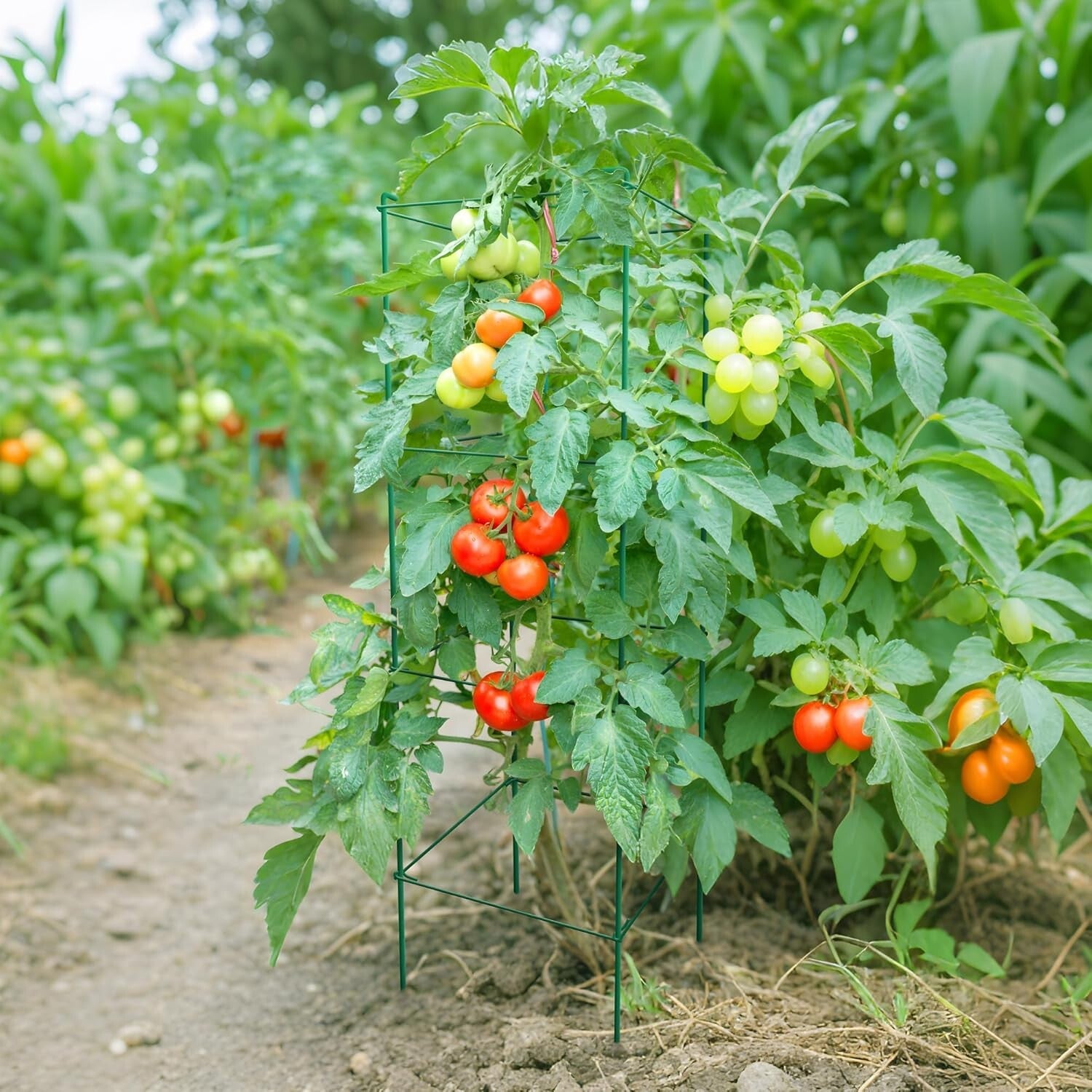 6-Pack 46-Inch Heavy-Duty Tomato Cages with Twist Ties for Climbing Plants
