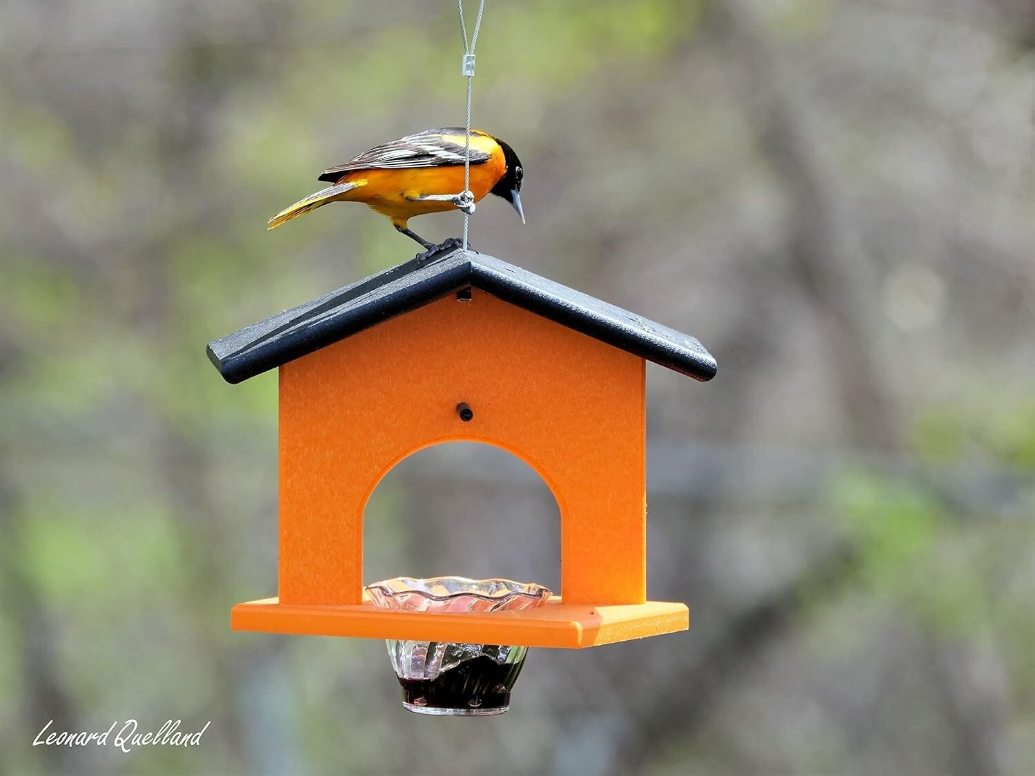 Elegant Orange Hanging Oriole Bird Feeder - Eco-Friendly & Easy to Clean