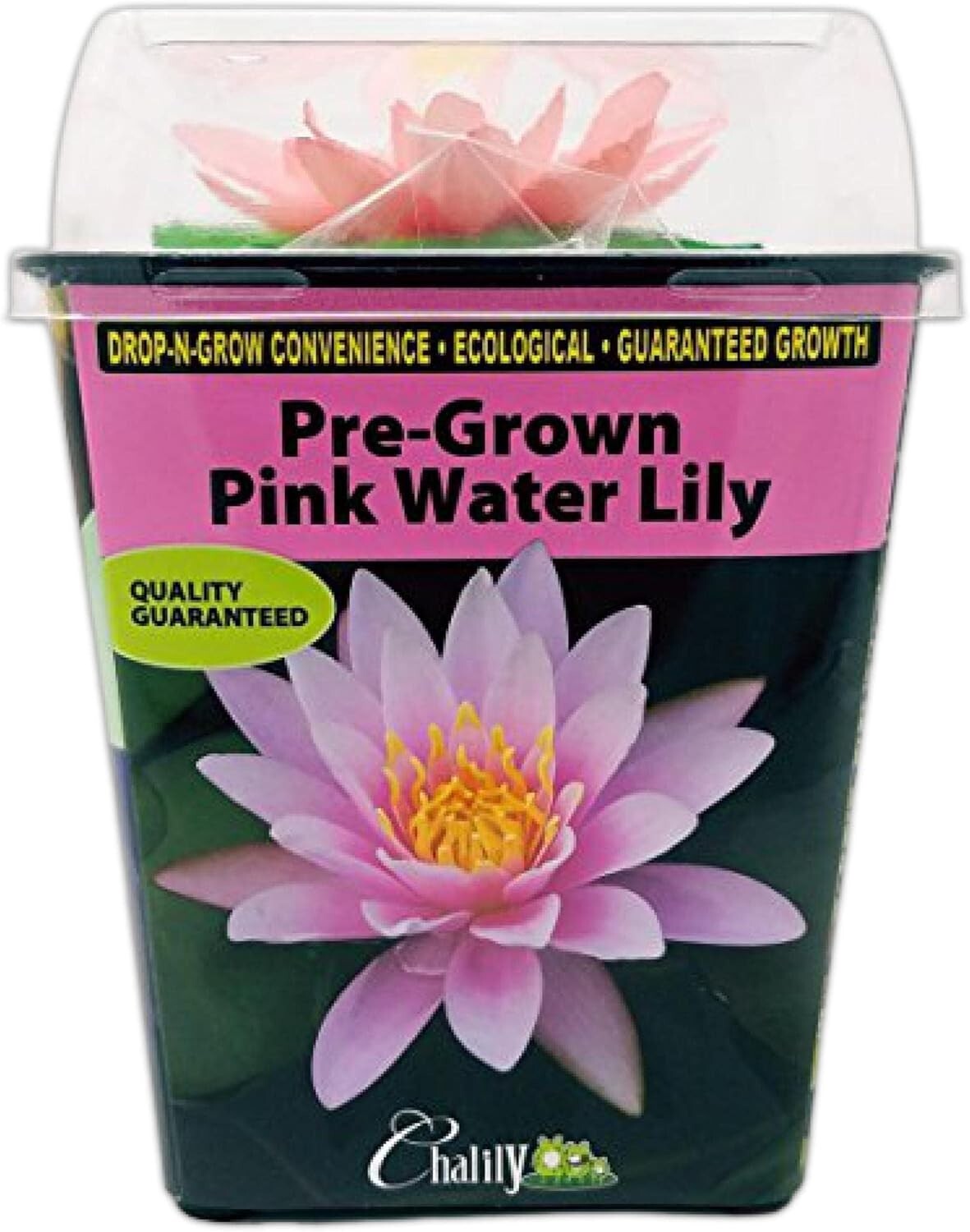 Live Water Lilies - Pink Flowering Rhizome Plant for Thriving Outdoor Spaces