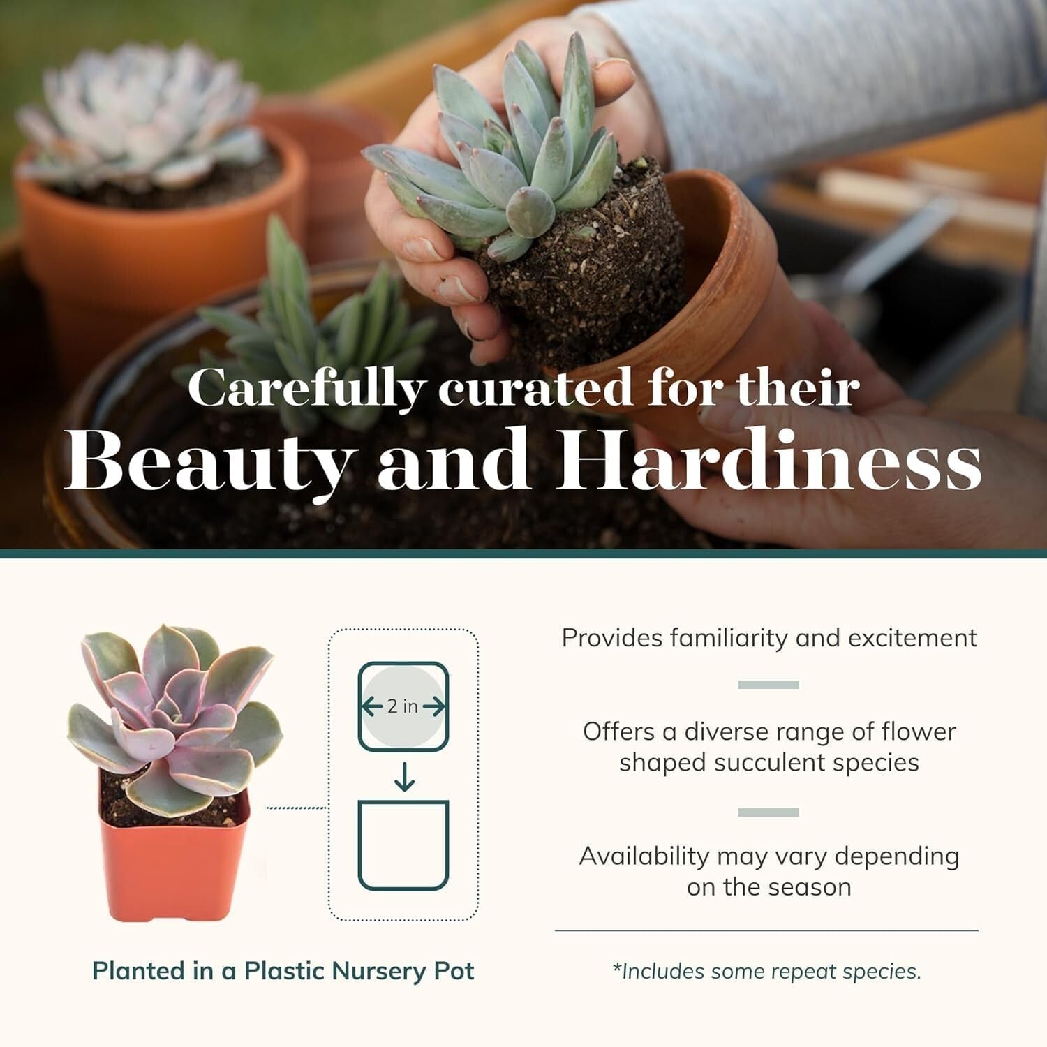 Charming Rosette Succulent Plant Pack - 100 Unique Live Succulents for Gifting