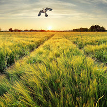Load image into Gallery viewer, Reflective Bird Scarer Kite with Adjustable 4m Pole – Effective Farm Protection