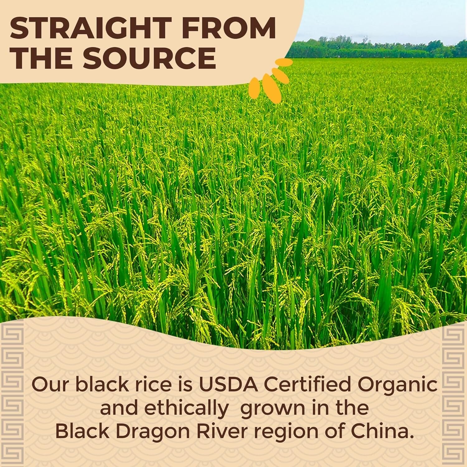 Nutritious Organic Black Rice - Whole Grain, Gluten-Free & Vegan - 11lb Bag