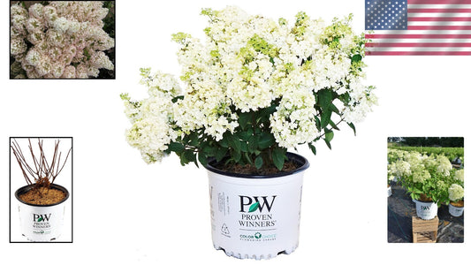 Dwarf Bobo Hydrangea Shrub - White Blooms for Small Gardens, 30-36 in