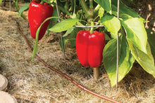 Load image into Gallery viewer, Advanced Drip Irrigation Raised Bed Watering Kit with Pressure Regulator &amp; Timer