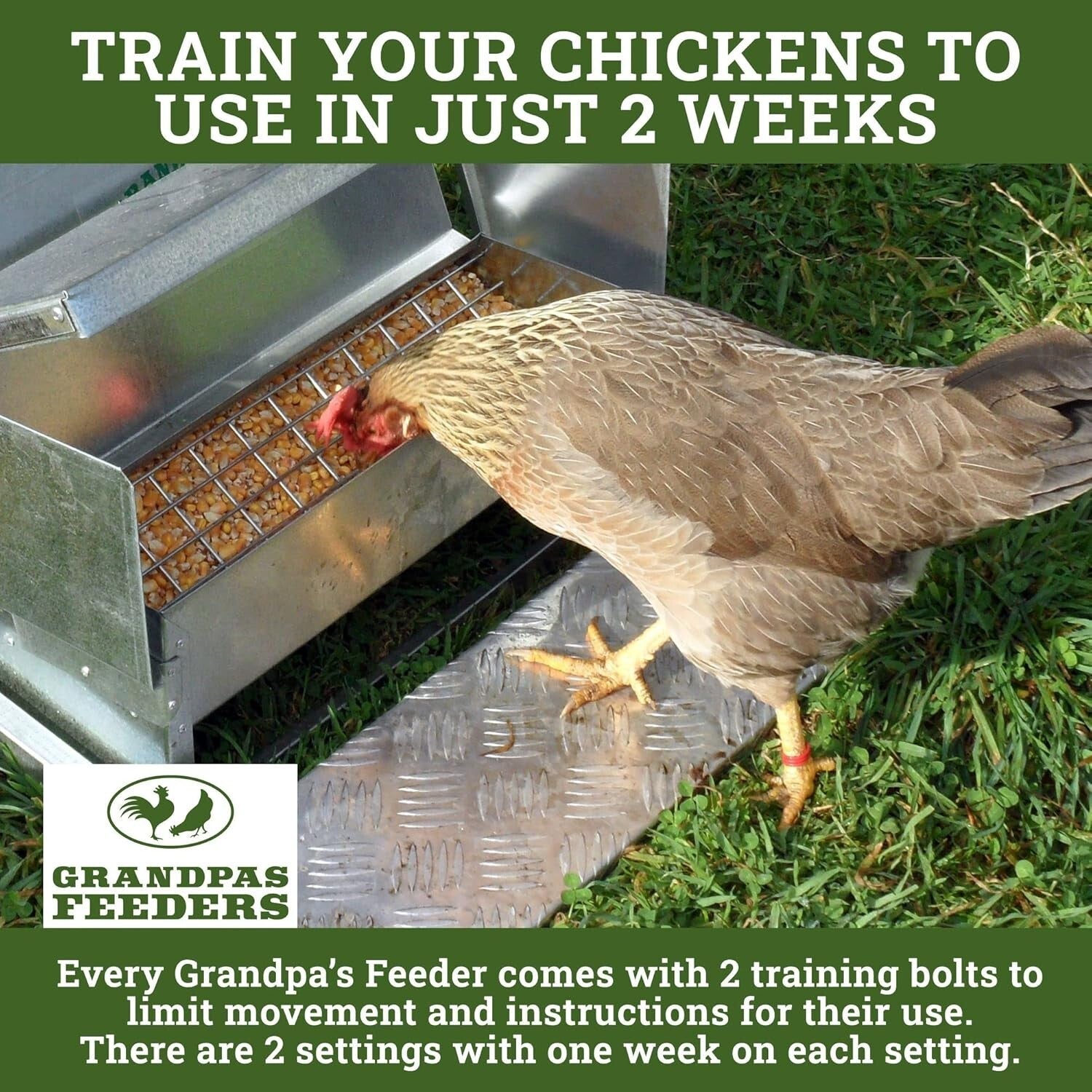 Galvanized Steel Automatic Feeder - Reliable 10-Day Supply for Backyard Chickens