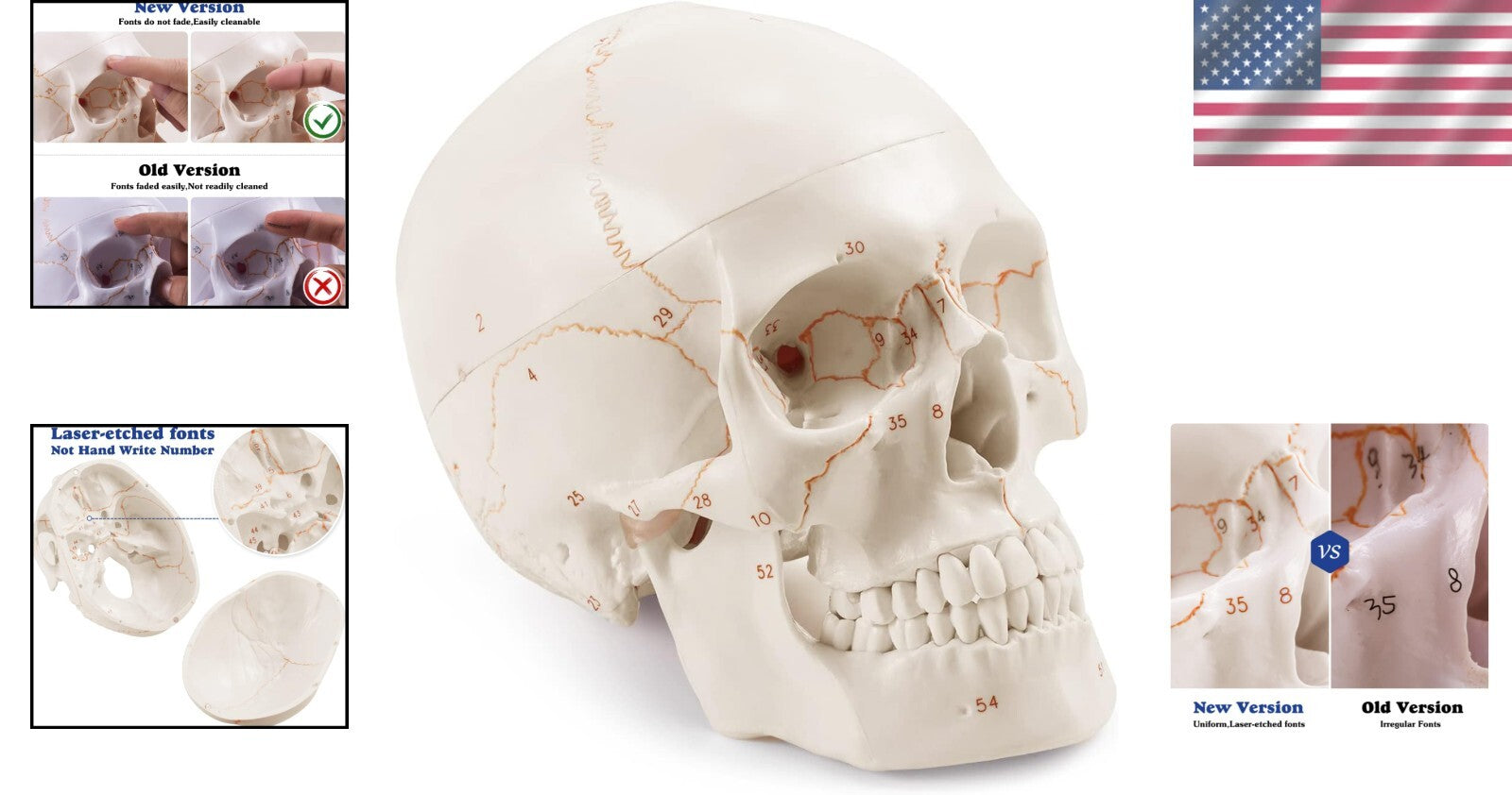 Non-Toxic PVC Life-Size Anatomical Skull with Permanent Laser Fonts for Learning