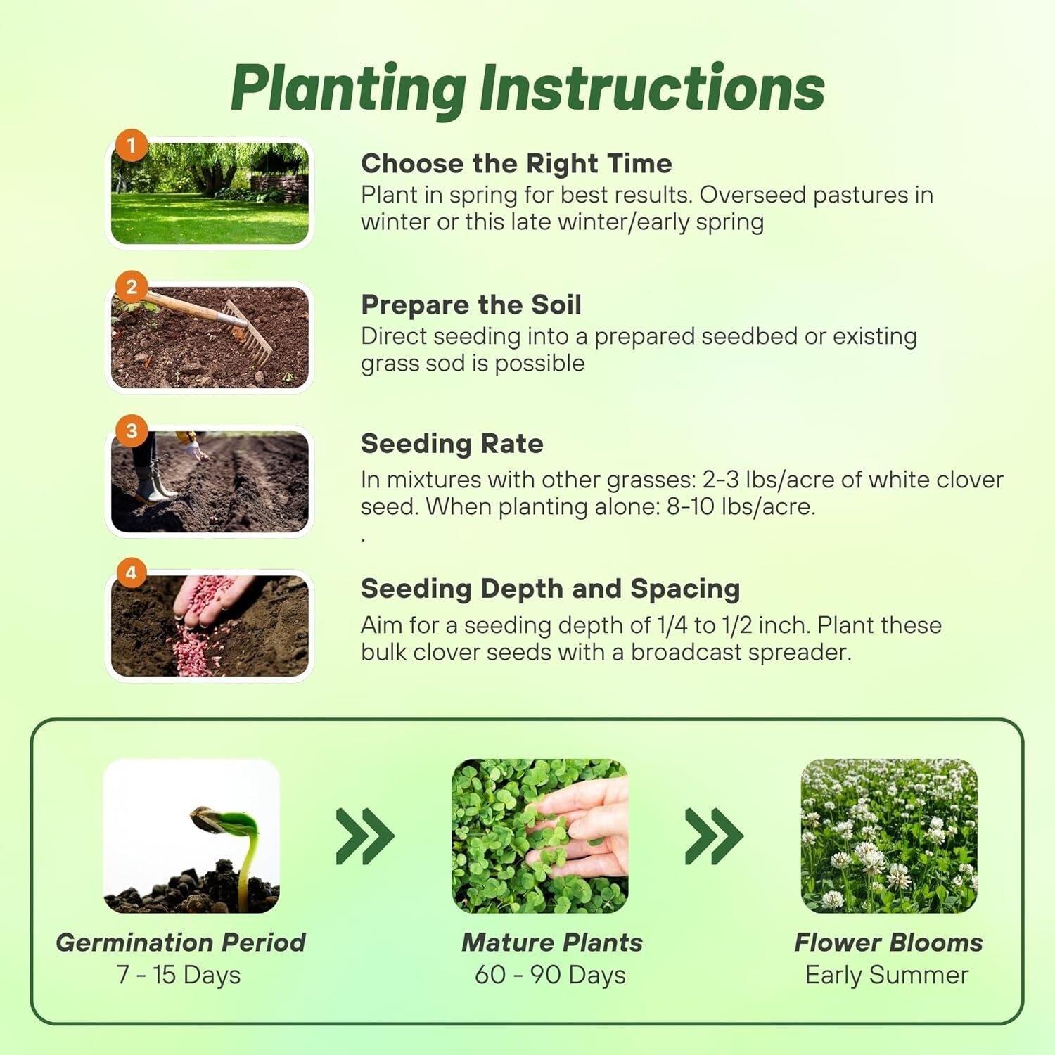 5 lbs. Nitrocoated Perennial White Ladino Clover Seeds - Drought-Tolerant Forage