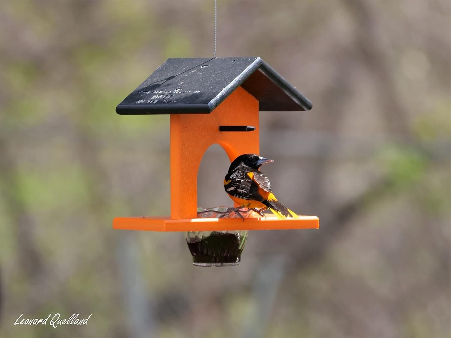 Stunning Black & Orange Oriole Feeder with Grape Jelly Dish - Weather Resistant