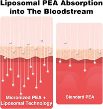 Load image into Gallery viewer, Advanced Liposomal Palmitoylethanolamide + Luteolin - 180 GMO-Free Softgels