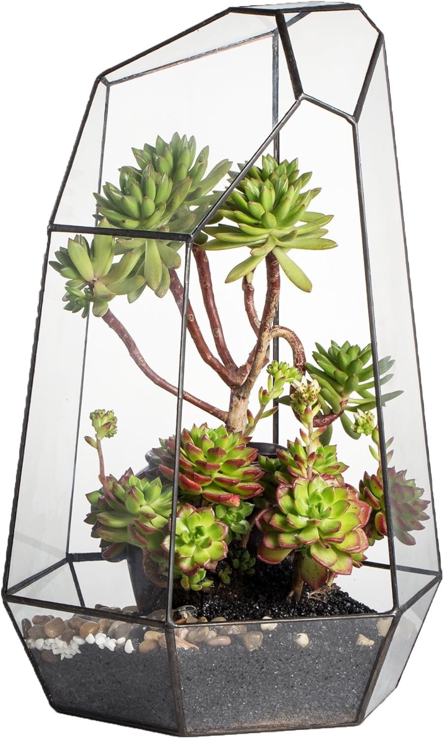 Eco-Friendly Large 16-Inch Terrarium - Irregular Shape for Unique Plant Displays