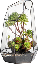 Load image into Gallery viewer, Eco-Friendly Large 16-Inch Terrarium - Irregular Shape for Unique Plant Displays