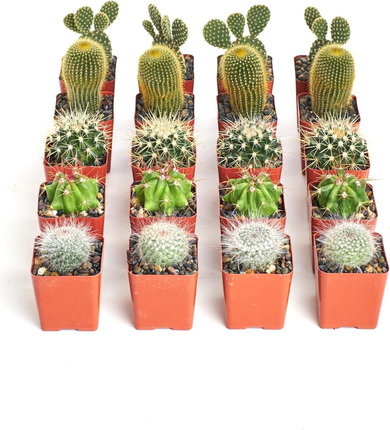 Premium Bulk Cactus Collection - 100 Hardy Mini Plants for Easy Care Gardening