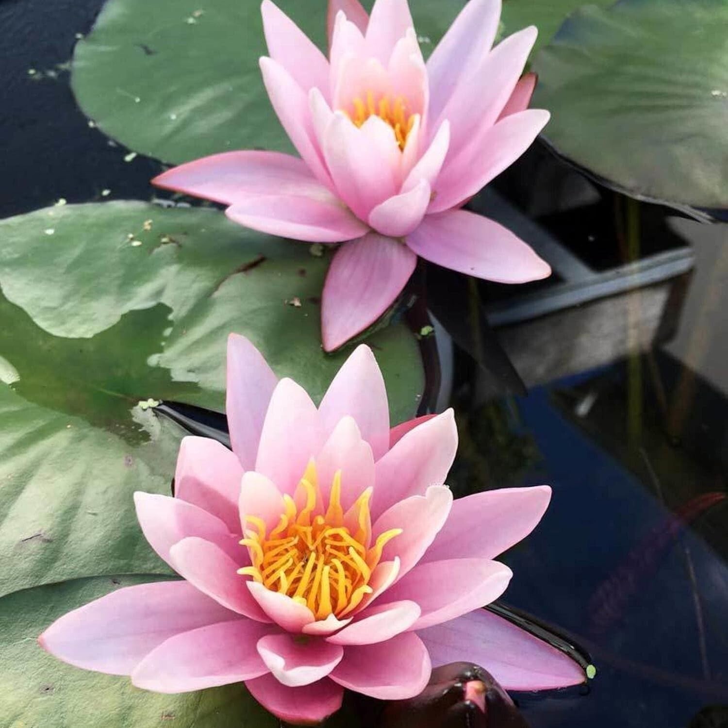 Live Water Lilies - Pink Flowering Rhizome Plant for Thriving Outdoor Spaces