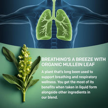 Load image into Gallery viewer, 5-in-1 Mullein Drops Tincture for Lung Support - 120 Servings Backed by Nature