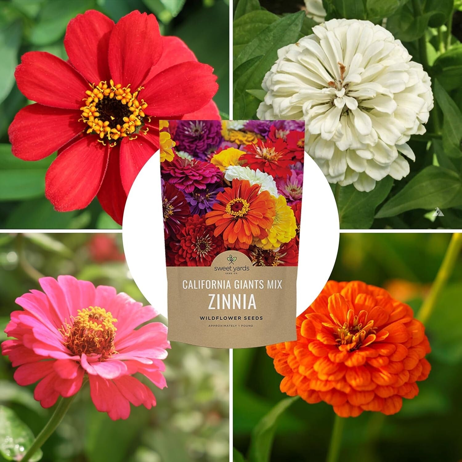 5 lbs of California Giants Zinnia Seeds - Over 240,000 Blooms Your Garden Needs