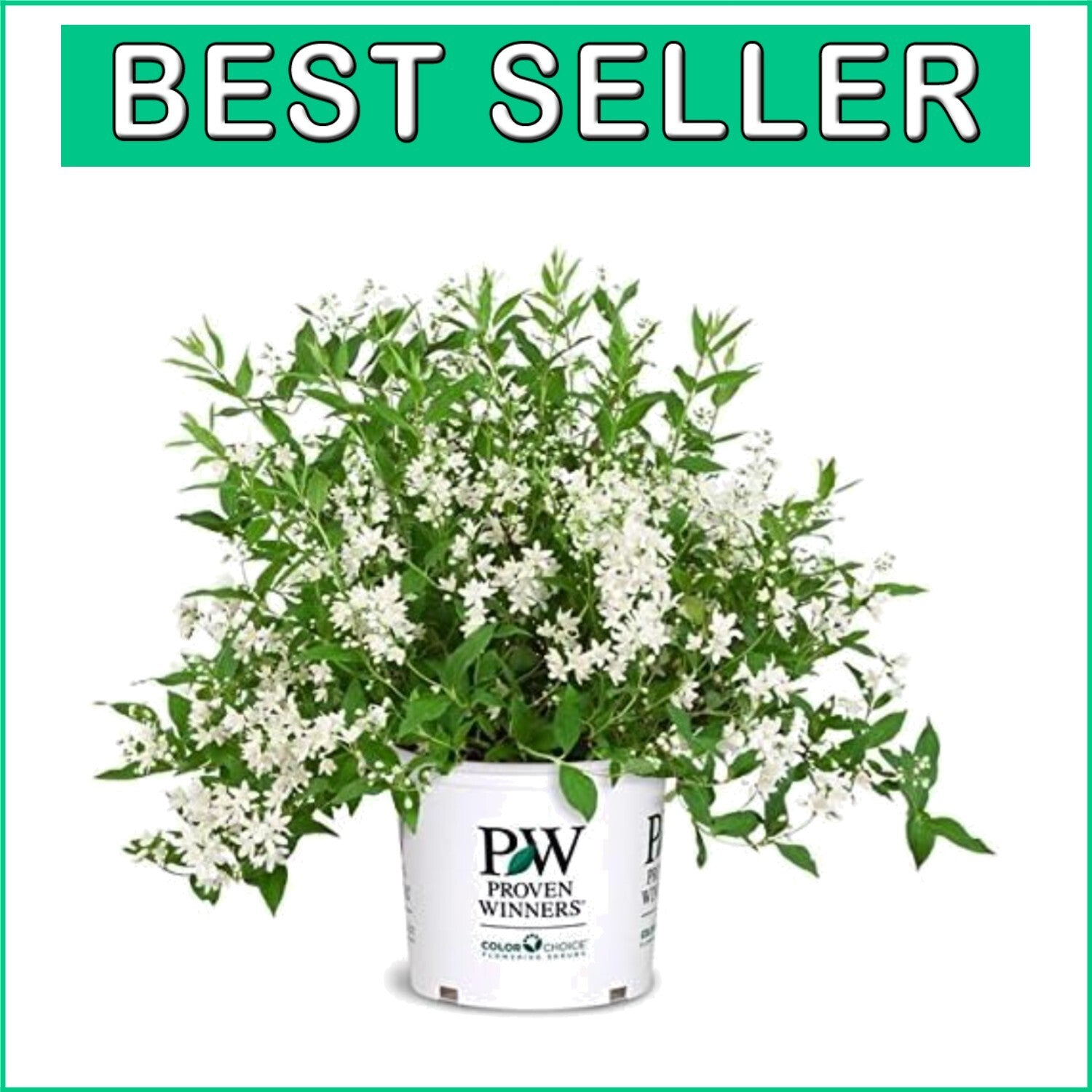 Fully-rooted Yuki Snowflake Deutzia Shrub - Blooming White Elegance in Spring