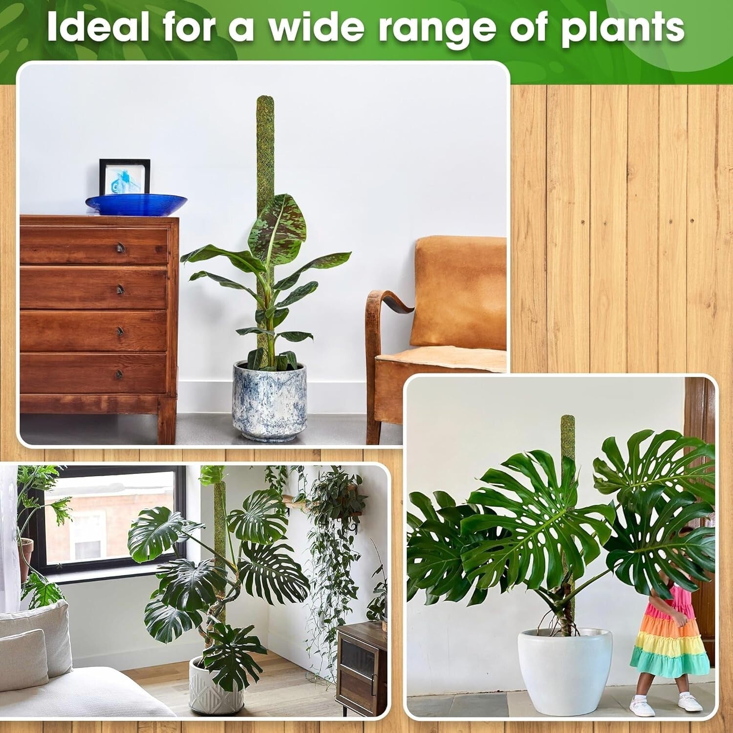 Natural 59’’ Moss Pole for Tall Plants - Sturdy Support for Climbing Growth