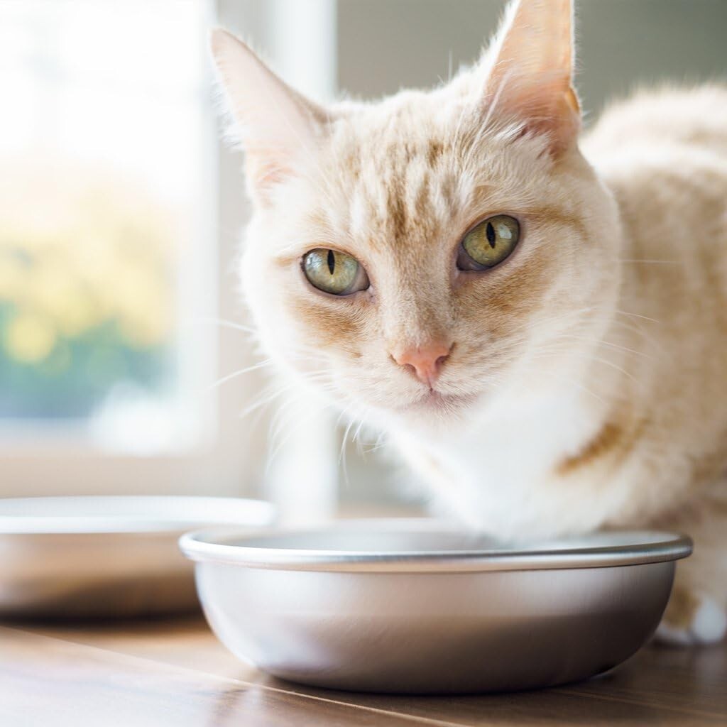 Whisker Friendly Stainless Steel Cat Bowls - 2 Durable Dishwasher Safe Dishes