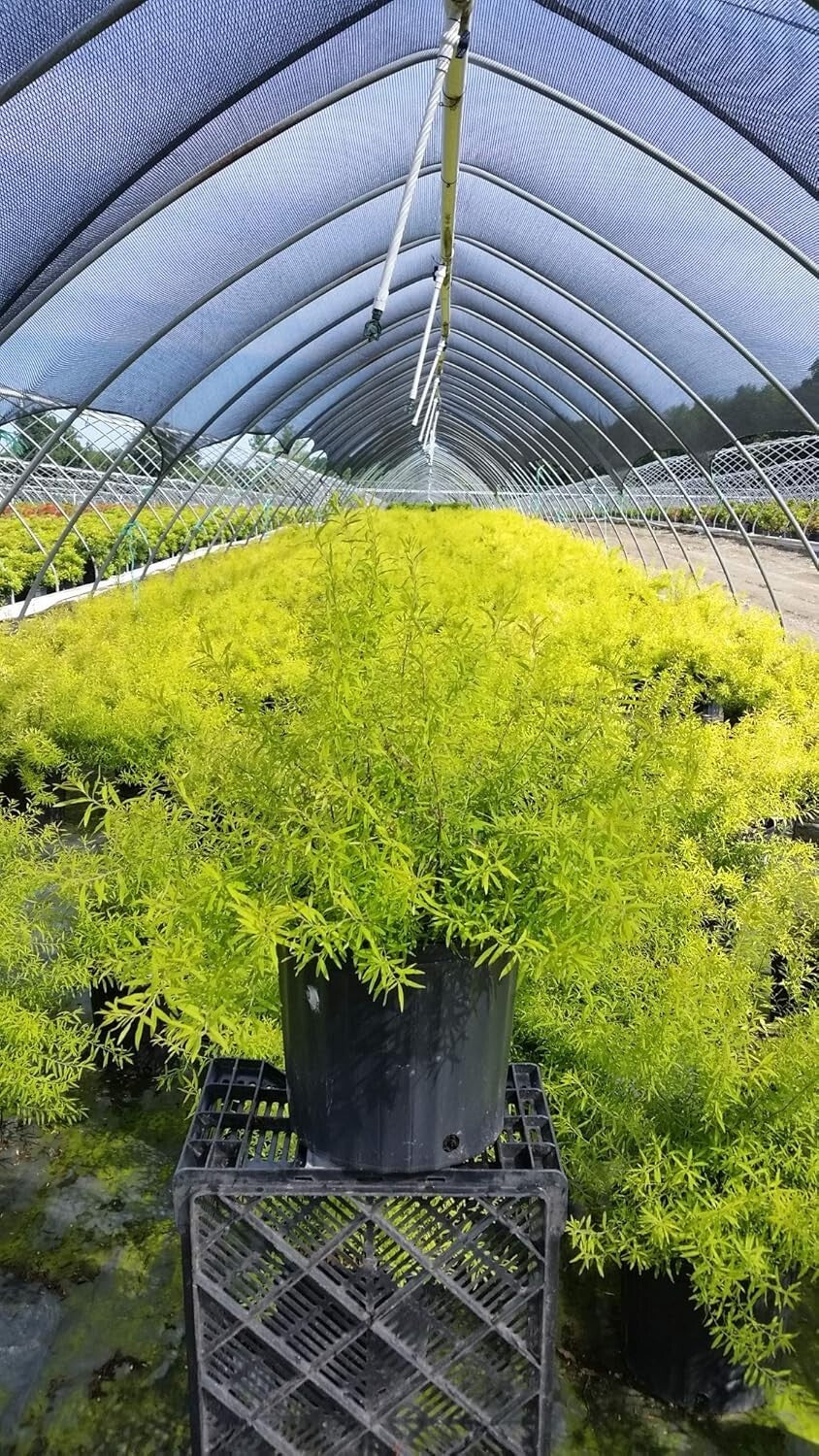 Enchanting Mellow Yellow Spirea – Beautiful Springtime White Blooms Included