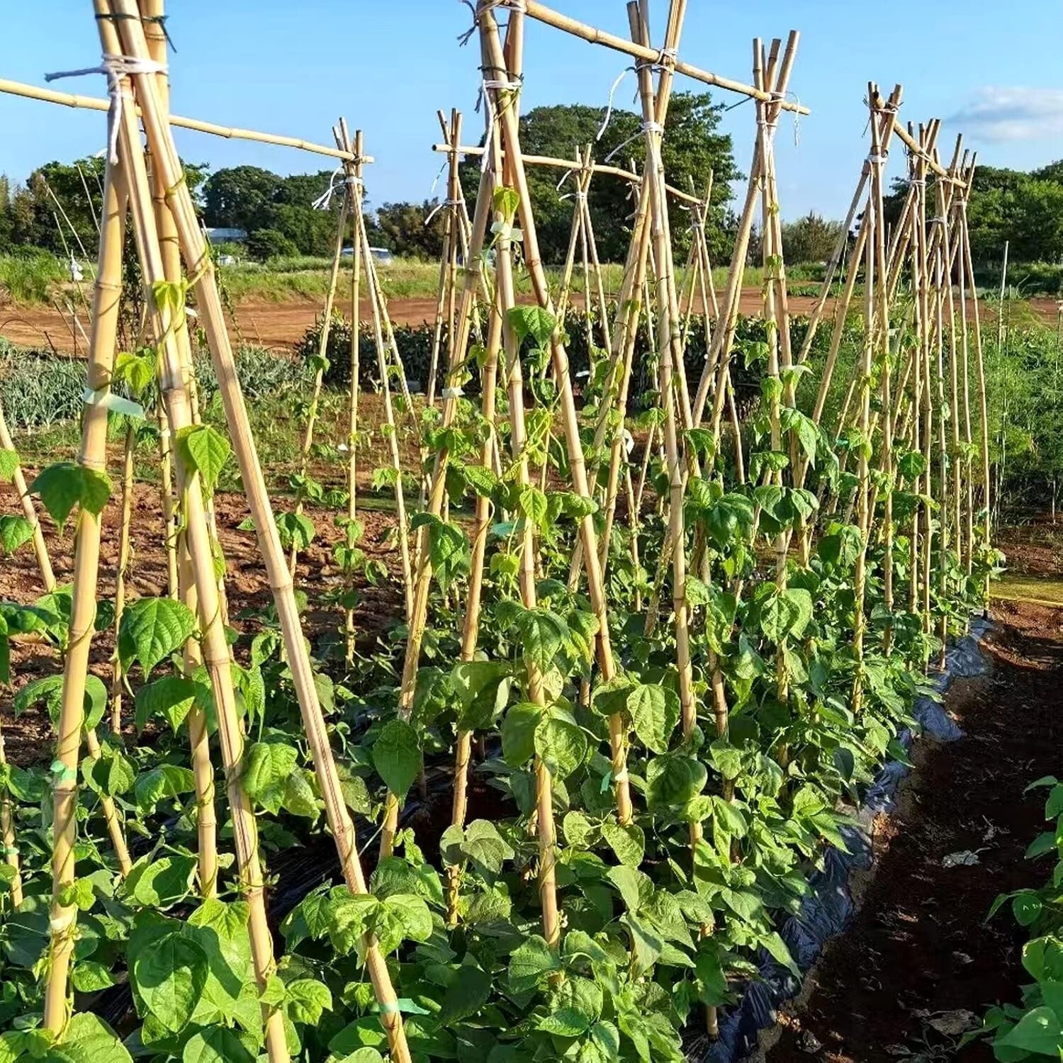 Eco-Friendly 6FT Bamboo Stakes – Ideal Support for Climbing Beans and Vines