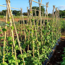 Load image into Gallery viewer, Eco-Friendly 6FT Bamboo Stakes – Ideal Support for Climbing Beans and Vines