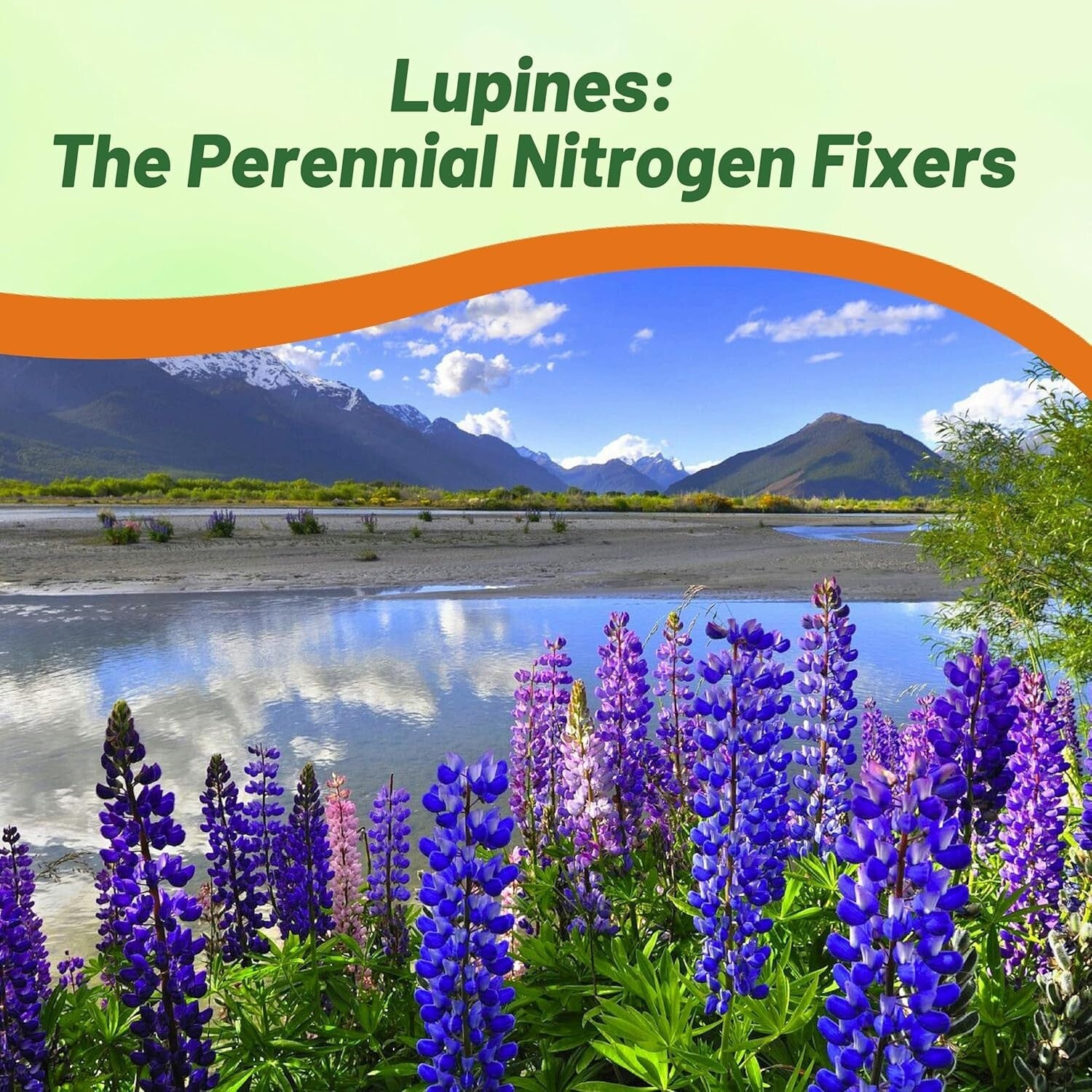 1 lb Russell Lupine Seeds - Vibrant Blue Perennials for Pollinator Gardens