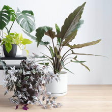 Load image into Gallery viewer, Compact 10" Round Ceramic Planter With Drainage Hole &amp; Protective Pad for Home