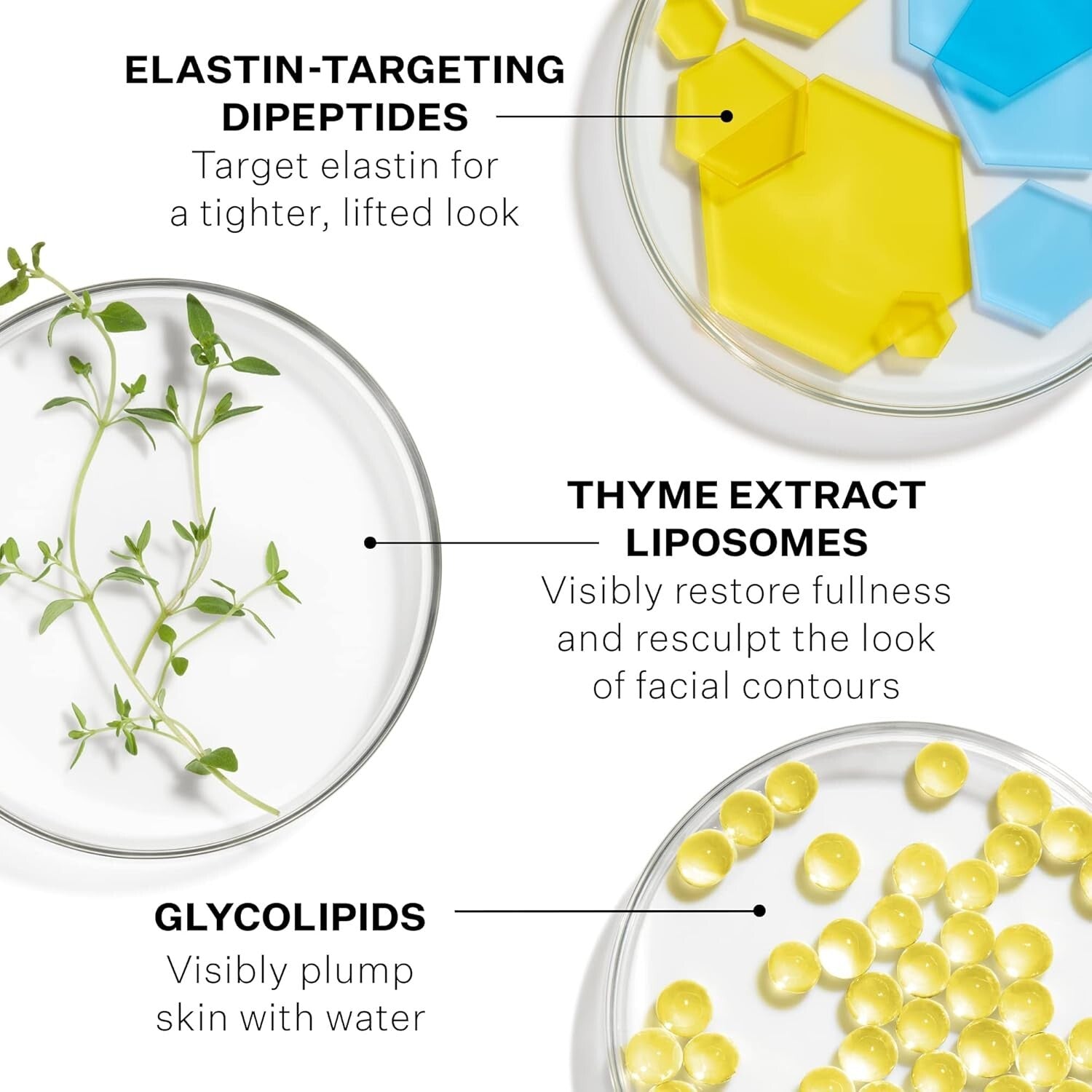 Sculpting Moisture Cream with Natural Elastin - Tighten and Firm Skin 1.7 Fl Oz