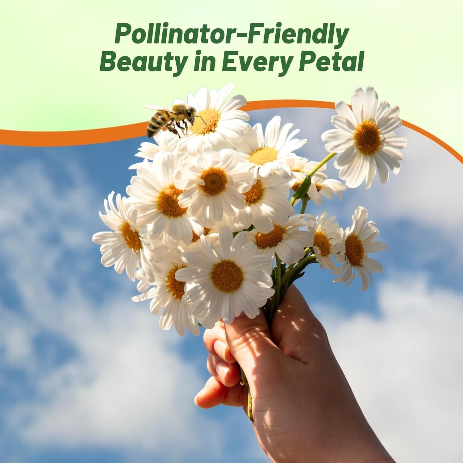 1 Lb. Shasta Daisy Seeds - Perennial, Deer Resistant & Drought Tolerant Flowers