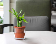 Load image into Gallery viewer, Handcrafted 4-Inch Self-Watering Planter Set with Terracotta Pots and Glass Cups