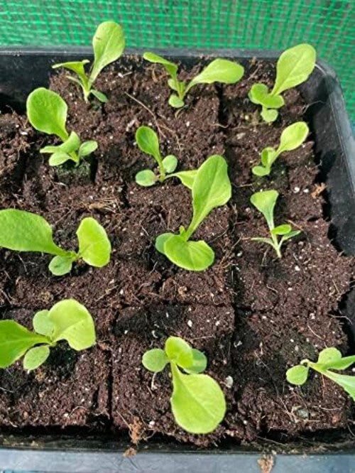 Authentic Mini 4 Hand-Held Soil Block Maker - Eco-Friendly Gardening Tool