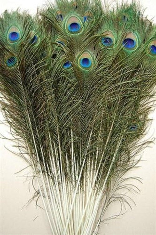 Vibrant 25 Pcs Peacock Feathers 45"-50" - Perfect for Crafting and Events