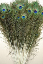 Load image into Gallery viewer, Vibrant 25 Pcs Peacock Feathers 45"-50" - Perfect for Crafting and Events