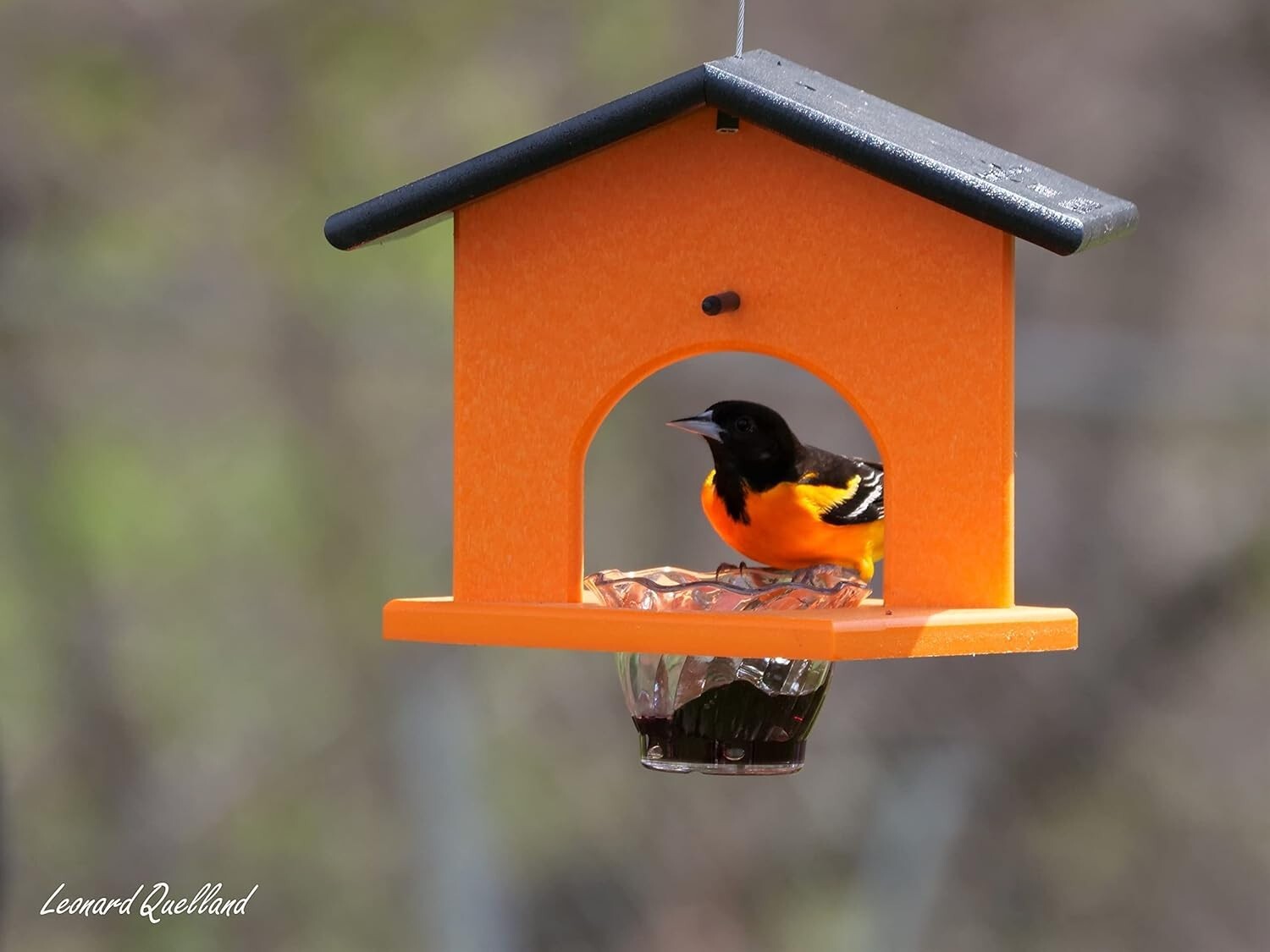 Elegant Orange Hanging Oriole Bird Feeder - Eco-Friendly & Easy to Clean